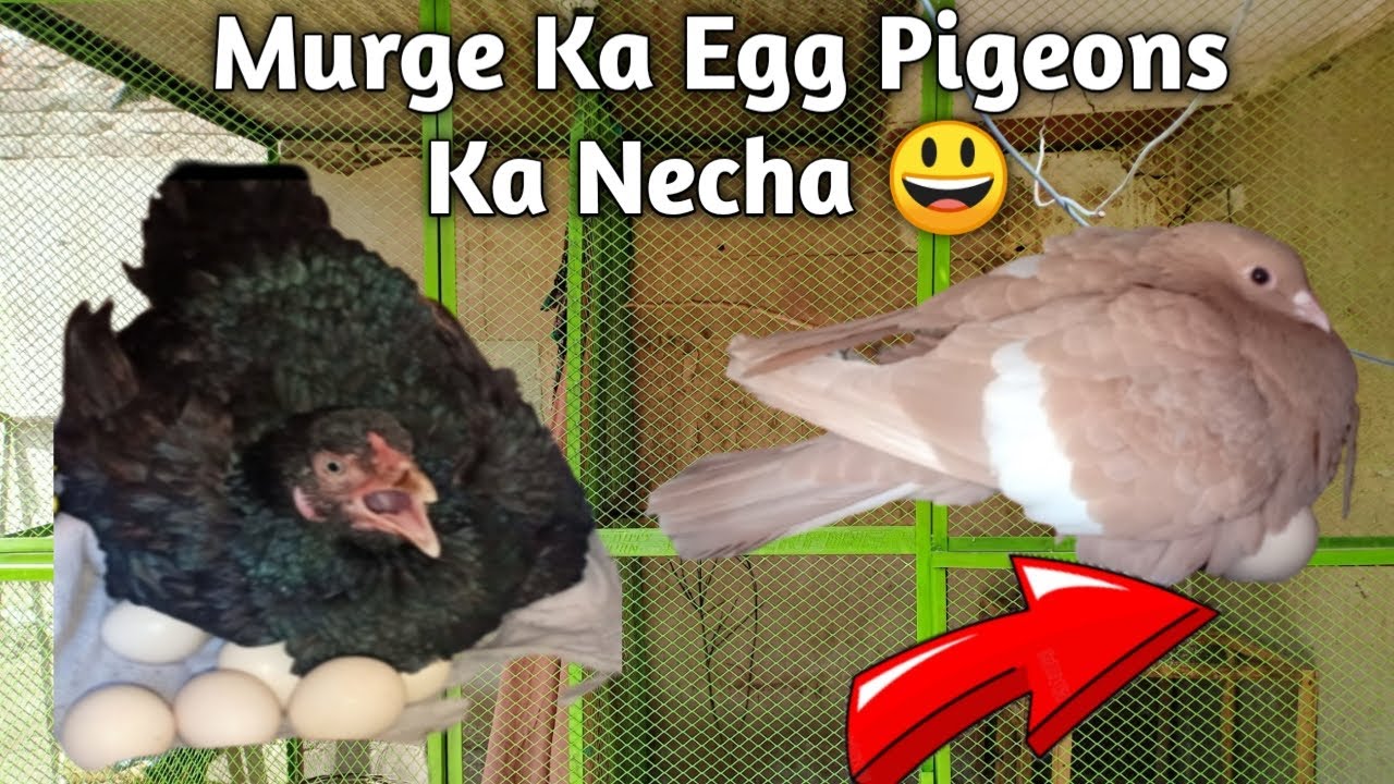 Aseel Murge Ka Egg Pigeons Ka Necha 😃 || Pets Vlog
