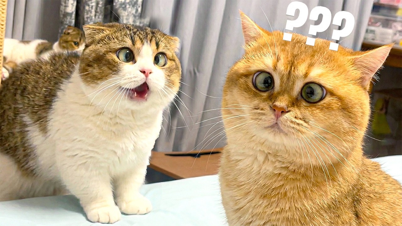 EPIC CAT FAILS: Funniest Falling Moments of 2026