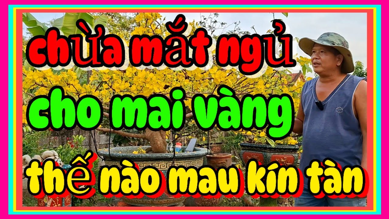 Cách cắt đôn lấy mắt ngủ mai vàng như thế nào giúp nhanh kín tàn