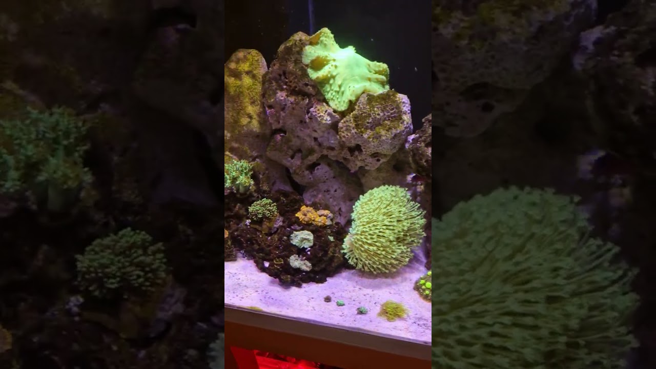 mixed reef tank set up with a bubble magus skimmer Ai hydra light and maxspec jump light