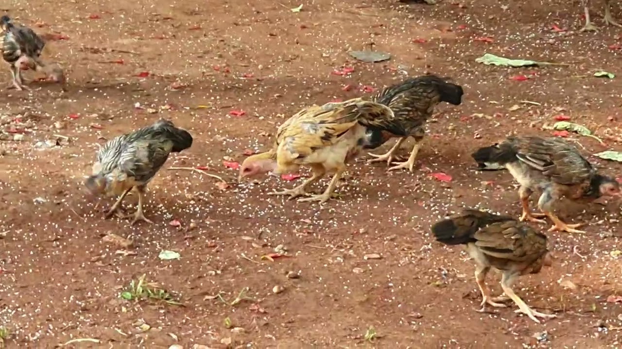 Feed Cambodian chickens