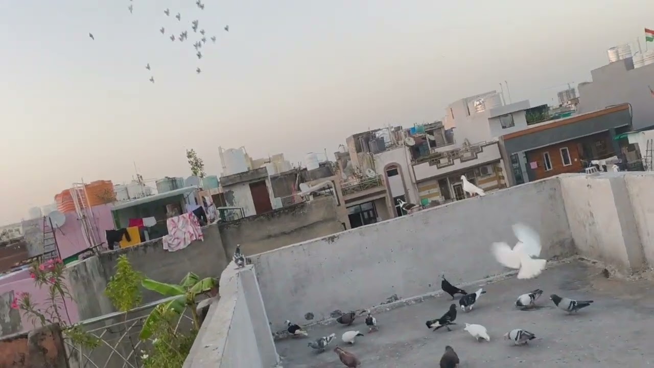 😂😅🕊️🕊️ kabutar ghar hi nahin Ja Raha Suladaar ka#training#viralvideo #viral #youtubevideo#injoy  