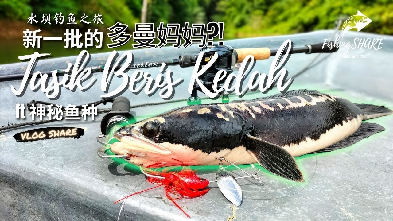 【FishingShare】TASIK BERIS KEDAH| 新一批的多曼妈妈？！ft神秘鱼种|水坝钓鱼之旅|NEW BATCH OF MAMA TOMAN ft MYSTERIOUS FISH