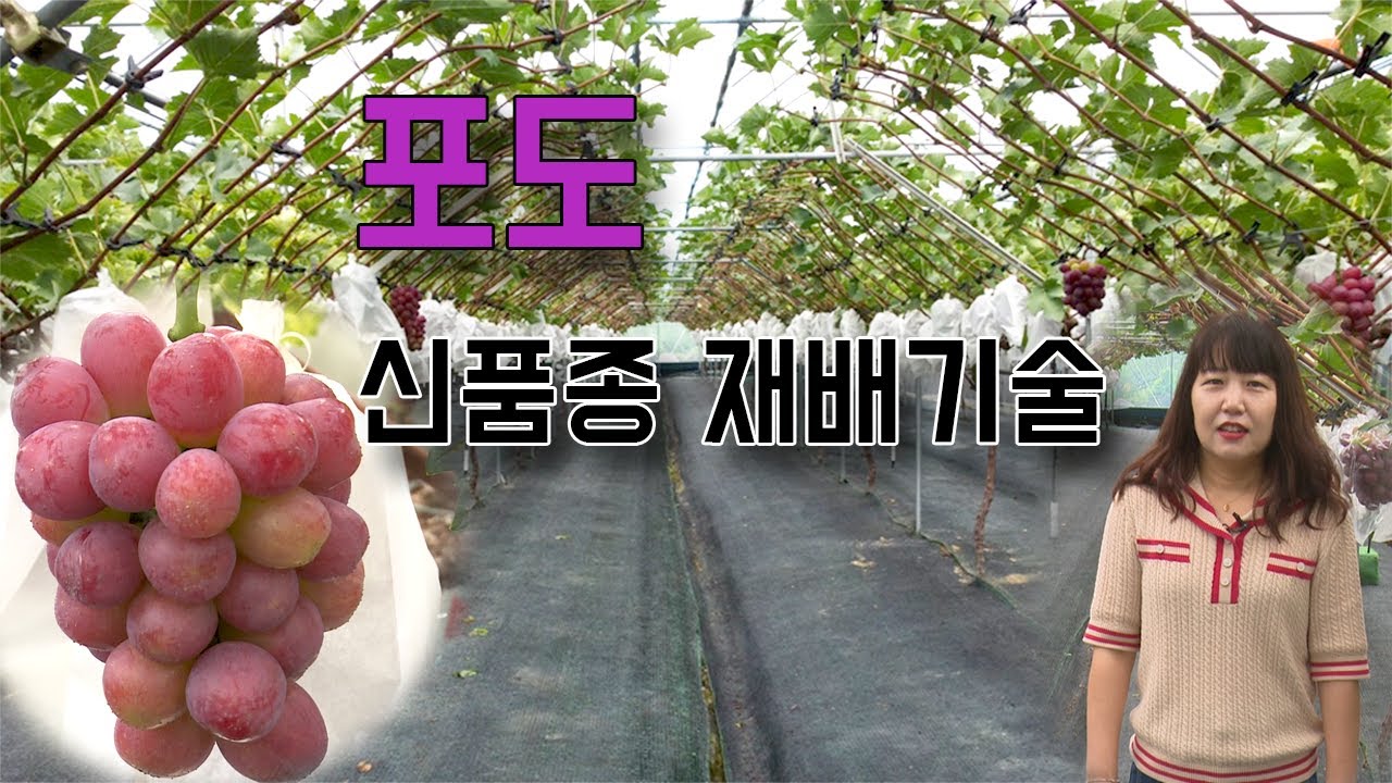 포도신품종소개(글로리스타)