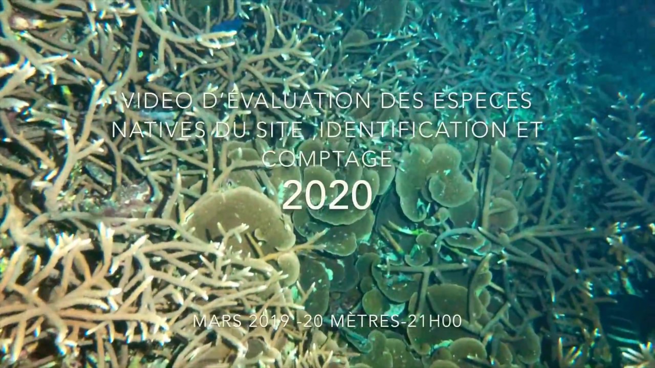 Video du récif la nuit par fabrice ortin projet 2020