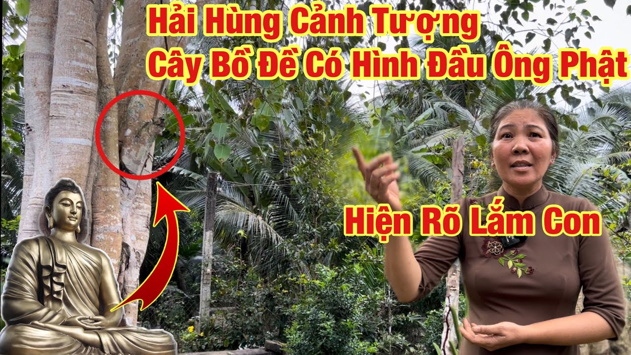 Hải hùng cảnh tượng gốc Cây Bồ Đề có hình đầu ông “Phật” khiến nhiều người khắp nơi đổ về xem