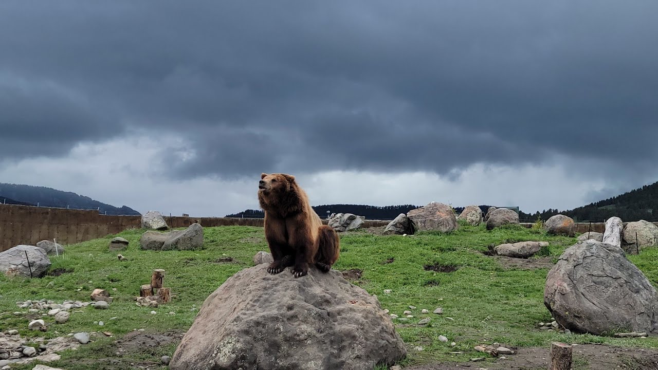 See the bears at Montana Grizzly Encounter | Bozeman, Montana | Wayne and Melissa Travel (May 2022)