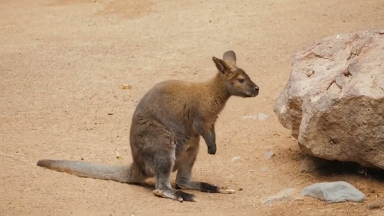 LIFE OF A KANGAROO 🦘🦘@ nature features #naturelovers #naturediscoveries