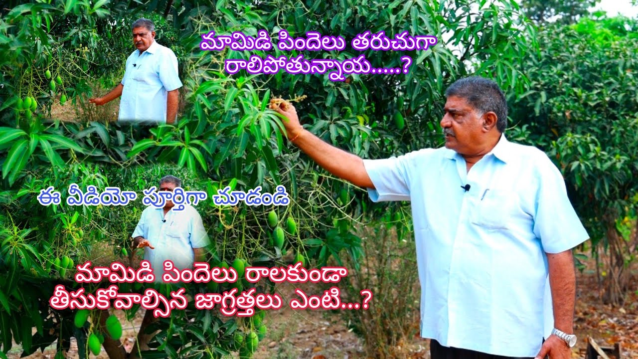 మామిడి పిందెలు తరుచుగా రాలకుండ తీసుకోవల్సిన జాగ్రత్తలు ఏంటి.?|GkR Nursery|G.Krishna Reddy,9440860536