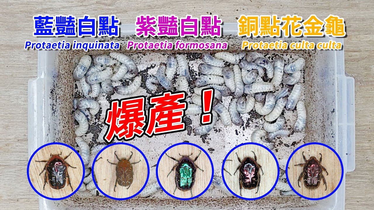 【山林蟲坊】藍豔紫豔銅點花金龜開產房記 | Protaetia inquinata, Protaetia formosana, Protaetia culta: the Reproductions