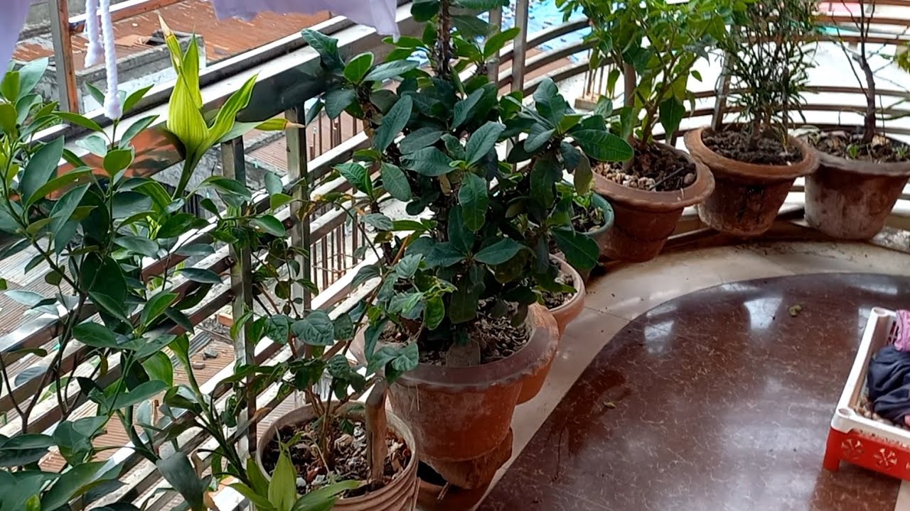 Ang aking munting garden ang daming bunga