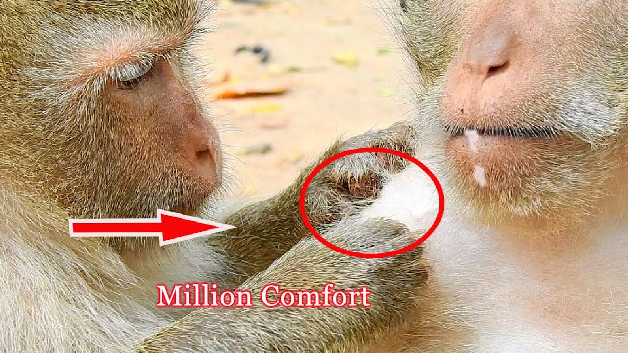 Very Beautiful Monkey Grooming Big Braina Monkey Wildlife Trying Hard Finding Lice For Big Luki Monk