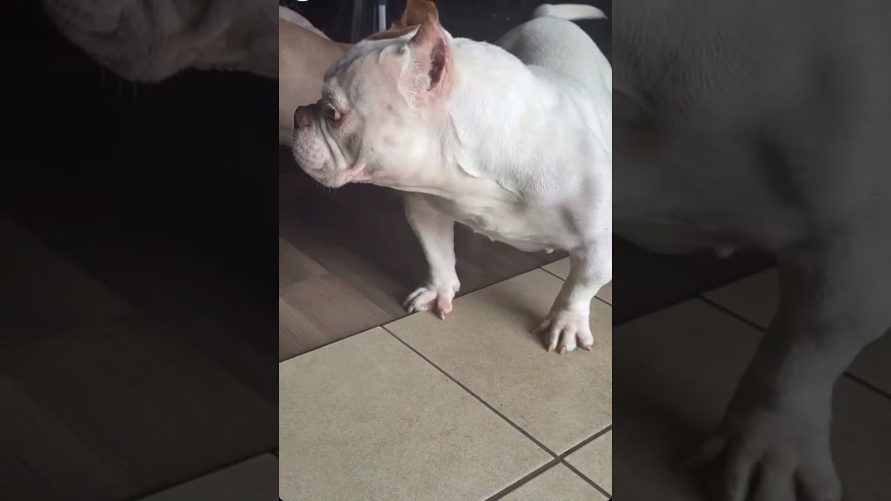 Bully’s for life