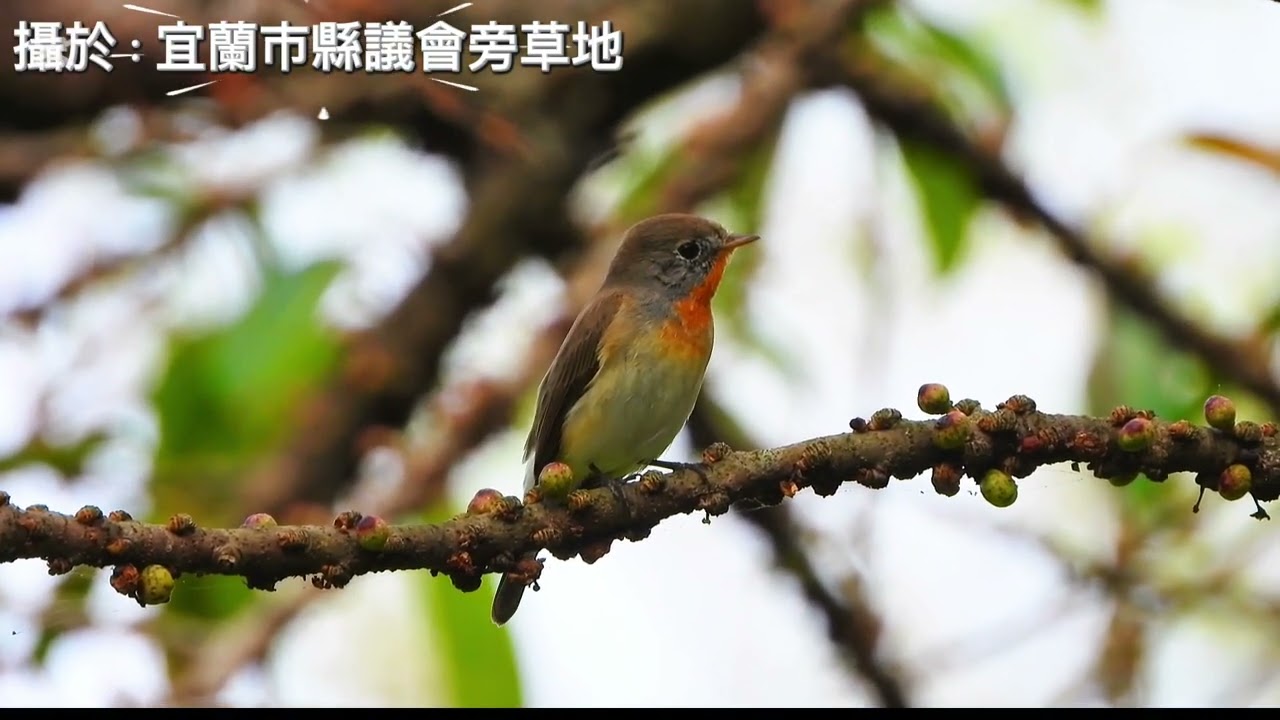 紅胸姬鶲*學名：Ficedula parva*又名：紅胸鶲*雅集攝影製作*攝於：宜蘭市縣議會旁草地*拍攝日期：115.02.23