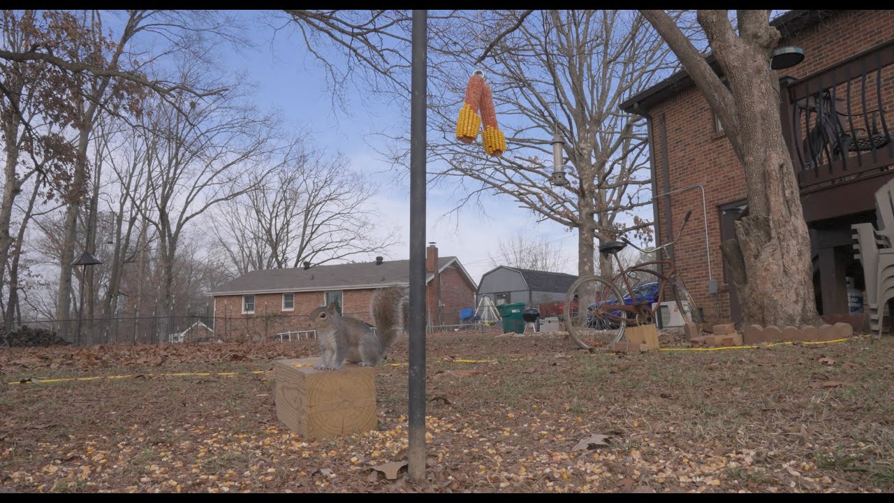 Two Minutes of Epic Squirrel Power Struggles & Courageous Displays of Aeronautic Marvel