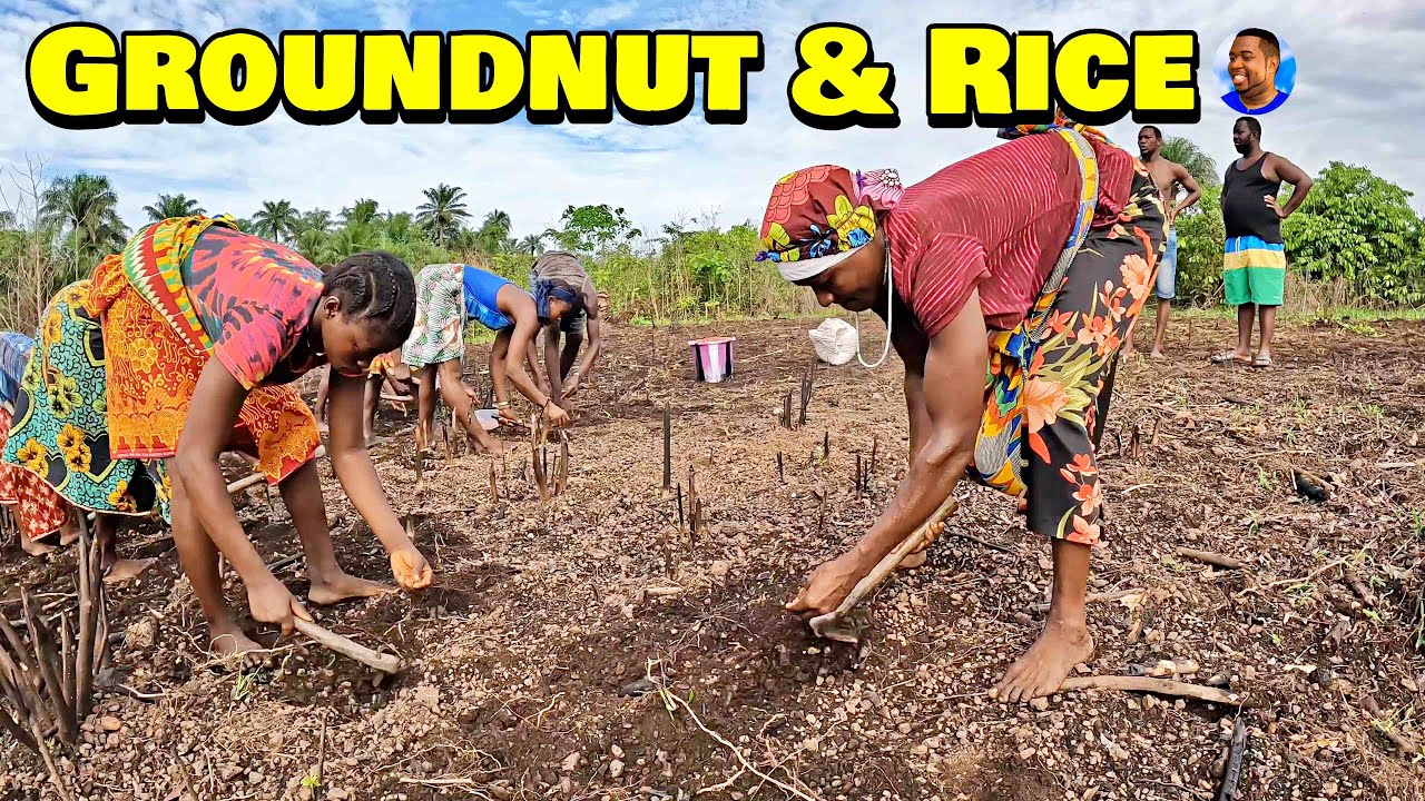 GROUNDNUT & RICE PLANTING At Triple-A Healthy Harvest Farm - 🇸🇱 Episode 5 - Farming In Sierra Leone