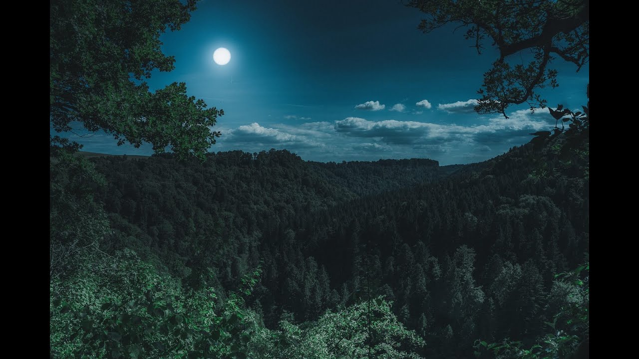 White Noise for Sleeping Black Screen at Forest 10 Hours