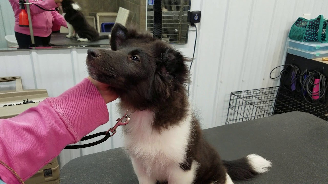 How to glue Shetland Sheepdog ears video #2