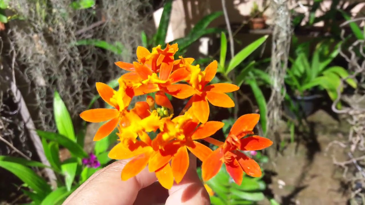 ORQUÍDEA EPIDENDRUM FULGENS PARA INICIANTES