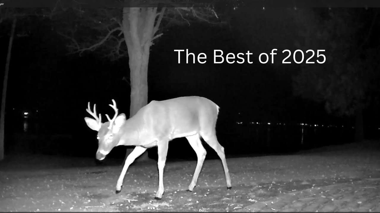The Best of 2025 Deer Lake Animal Cam