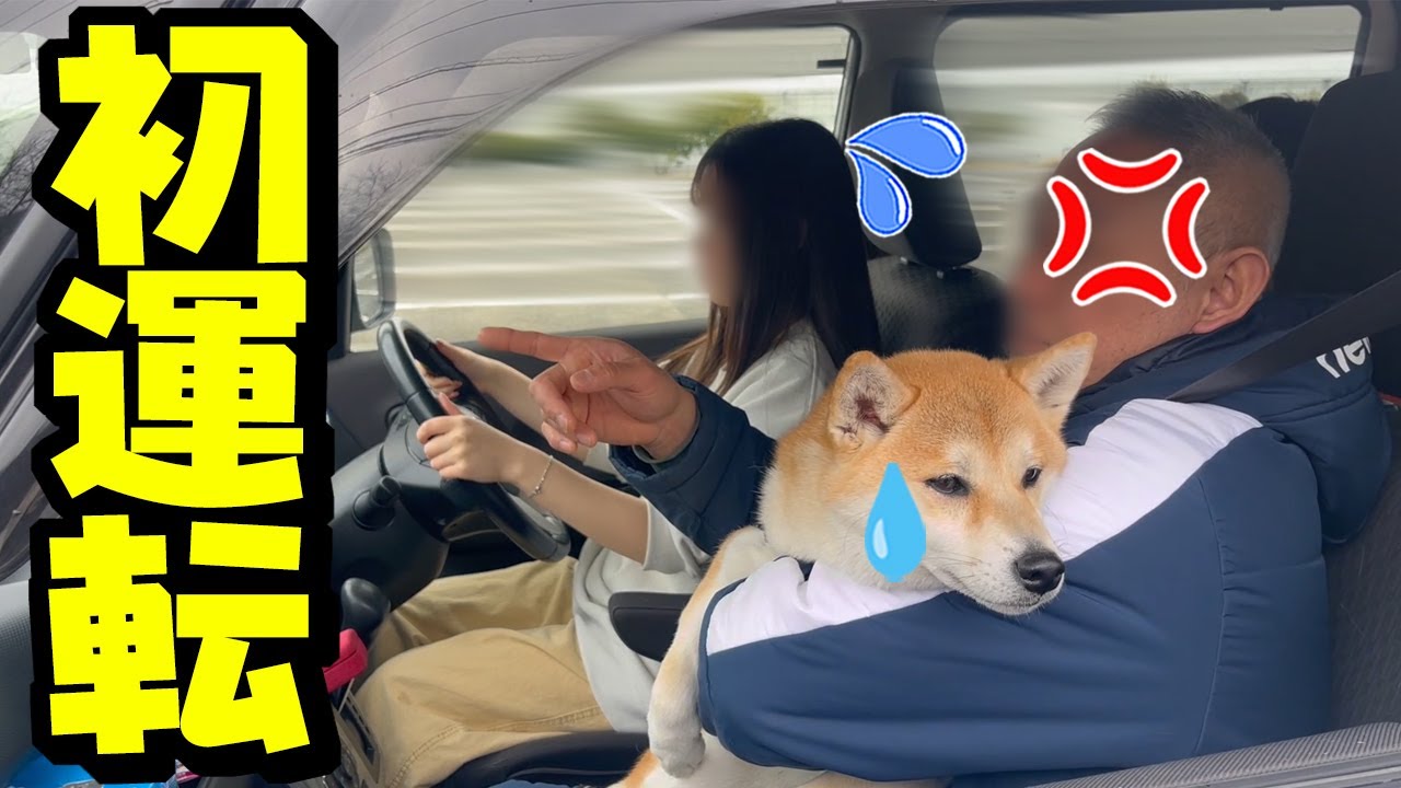 恐怖の娘の初ドライブで柴犬姉妹を乗せて出かけたら、まさかの…
