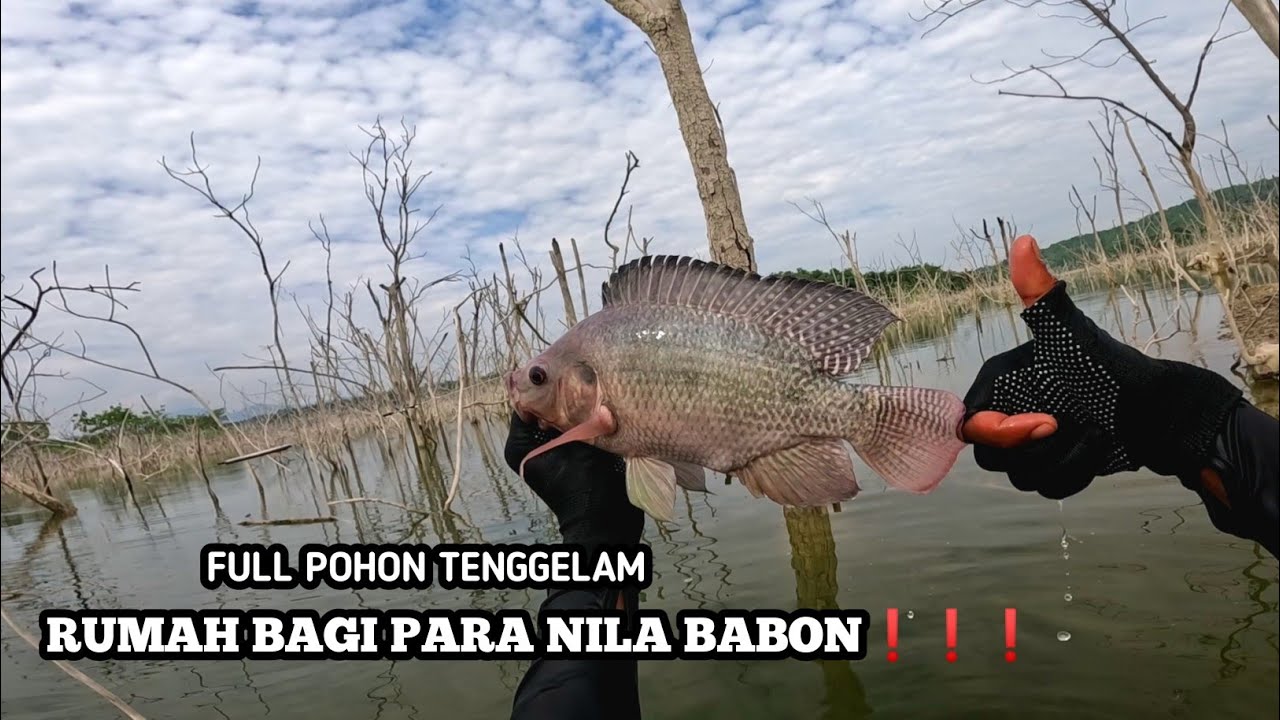 MANTAP❗❗❗INI DIA IDAMAN HATIKU || WADUK GONGSENG TERBARU