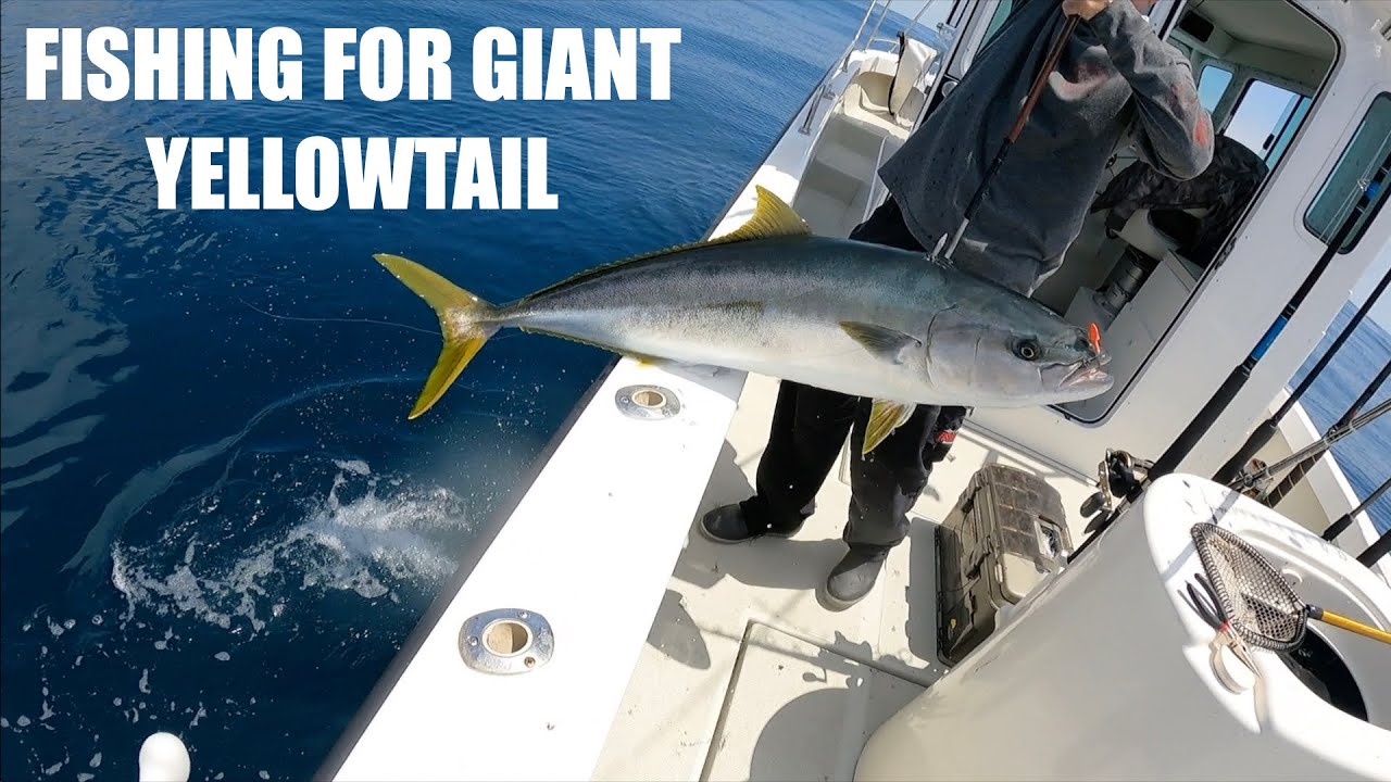 Fishing for HUGE yellowtail and a 20 POUND SHEEPHEAD?