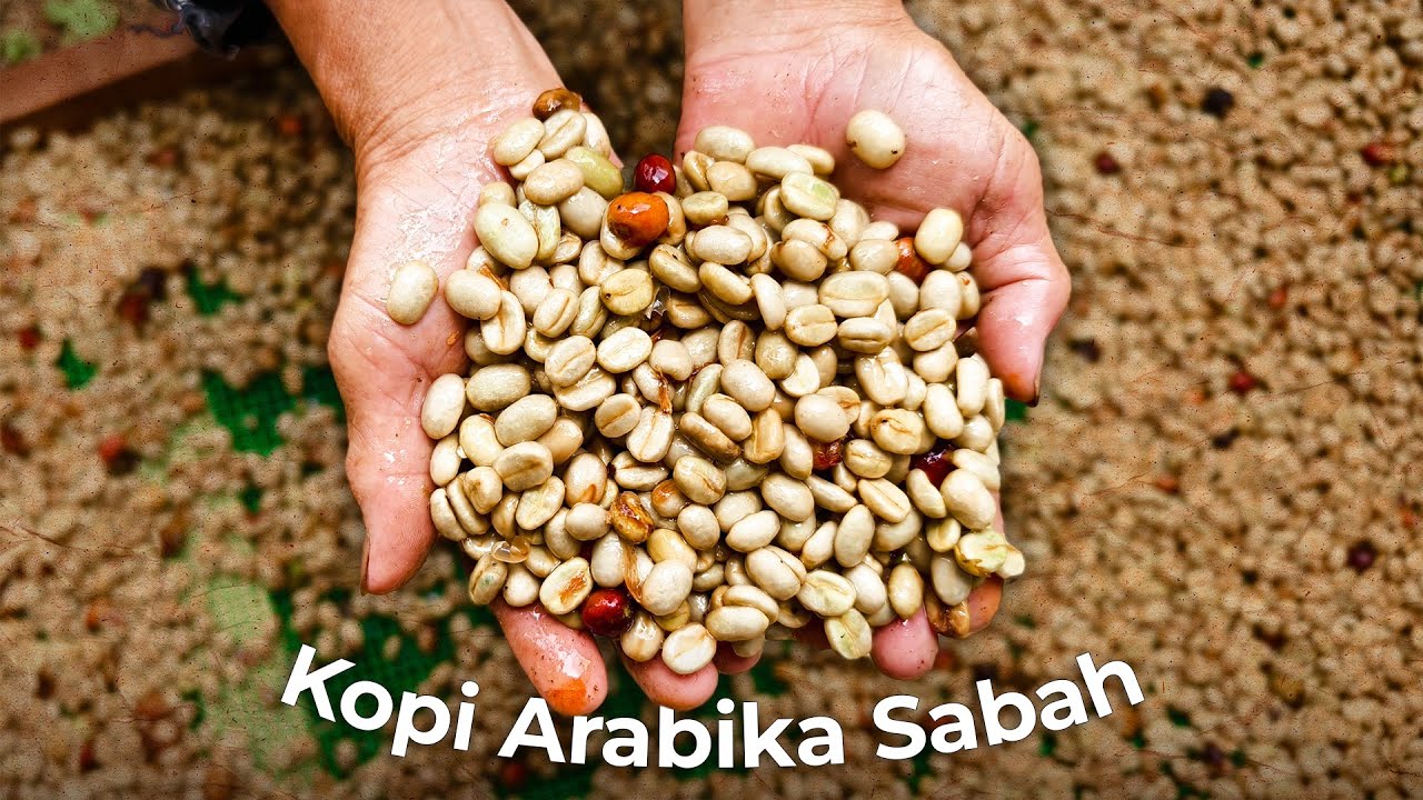 Ladang Kopi Terbaik di Malaysia - Kopi Arabika Sabah