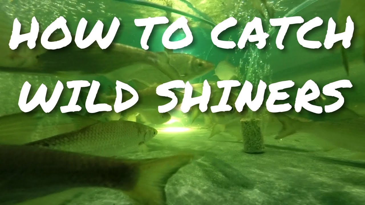 How to catch wild shiners