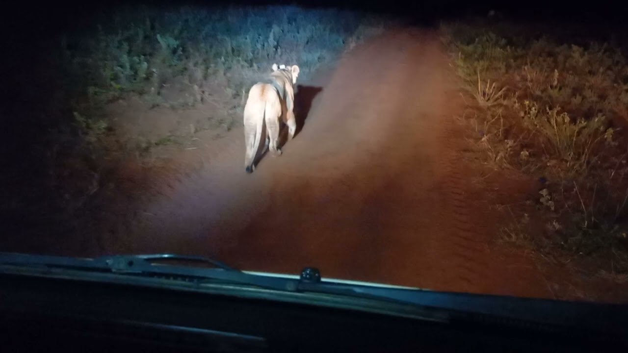 #NightGameDrive