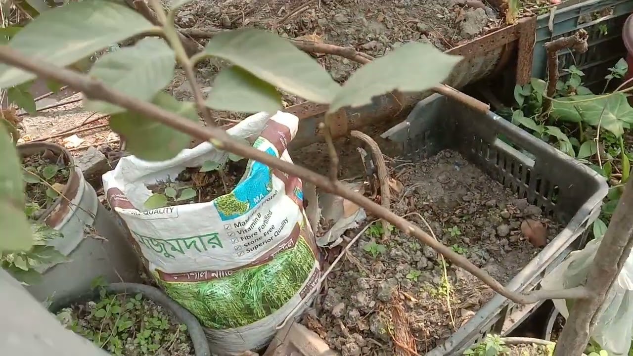ছাদ বাগানের কামরাঙ্গা গাছের য়ত্ন ও পরিচর্যা।