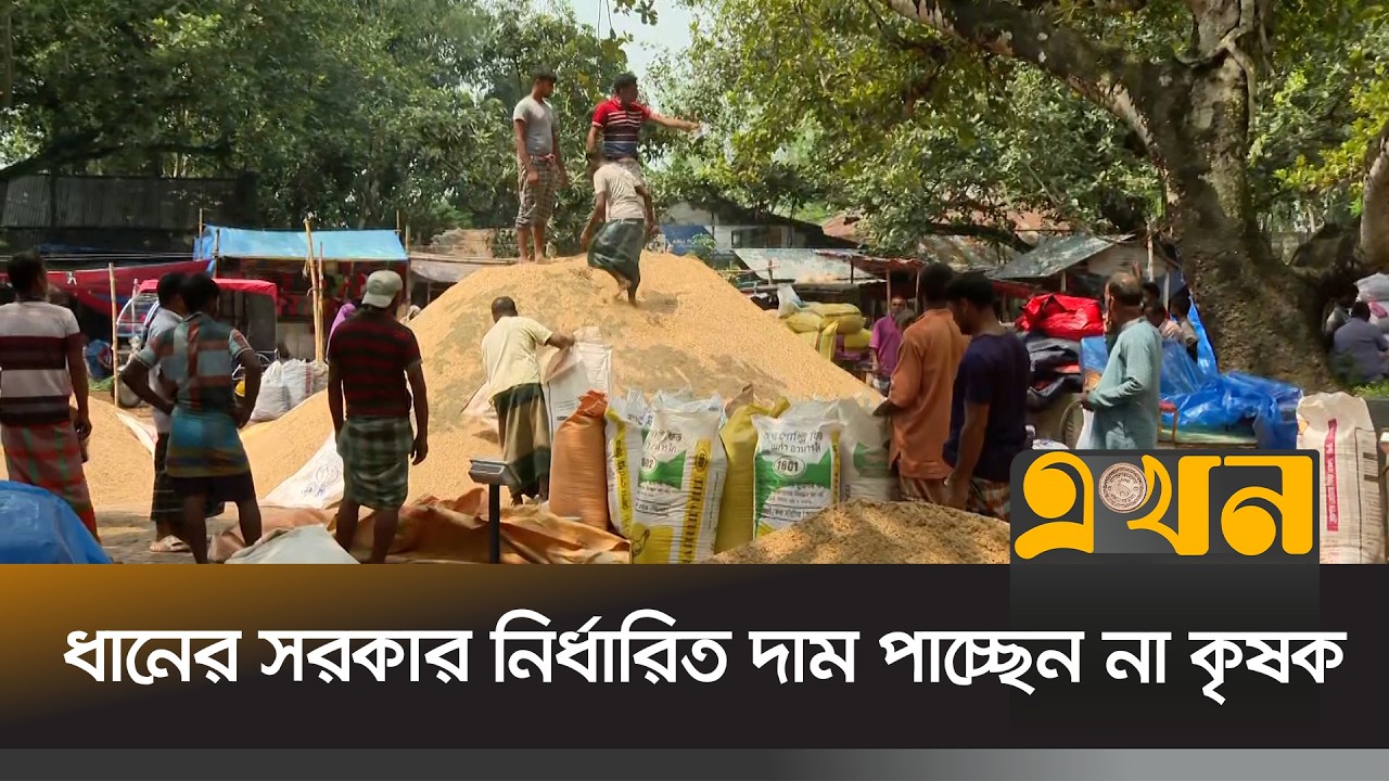 বগুড়ার হাটবাজারে ধানের সরকার নির্ধারিত দাম পাচ্ছেন না কৃষক | Bogura Paddy Price Drop | Ekhon TV