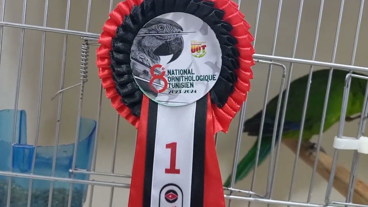 Oiseaux exotiques : Championnat Ornithologique National de Tunisie (31/12/2023) PARTIE 2