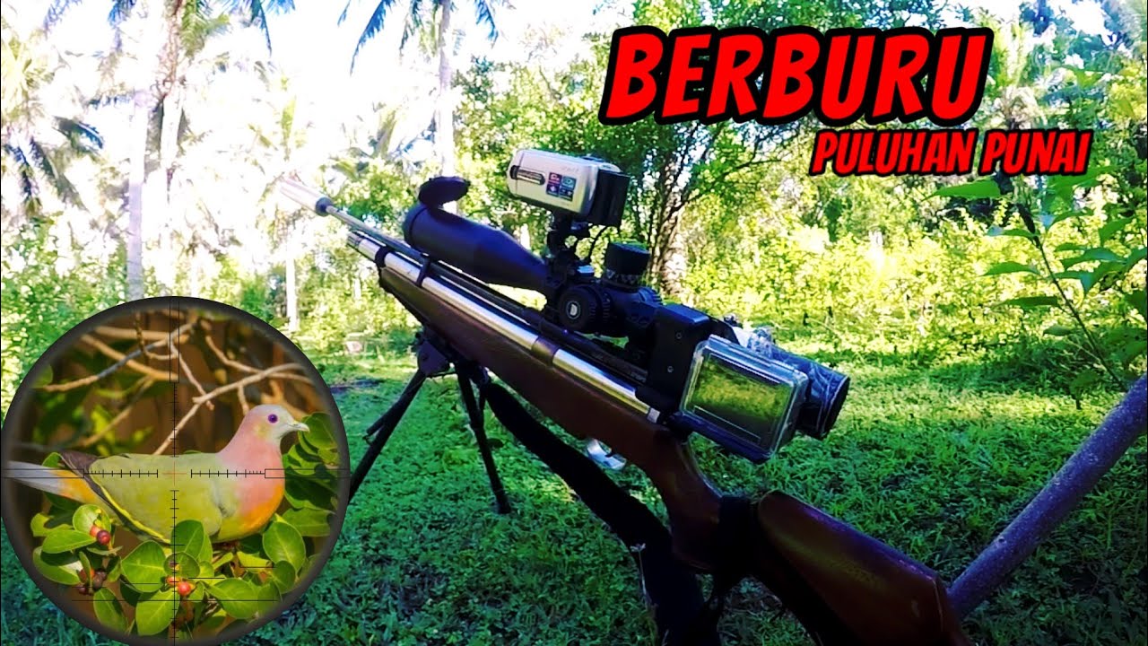HUNTING PUNAI DiSAAT POHON BERINGIN BERBUAH,,, Part 1