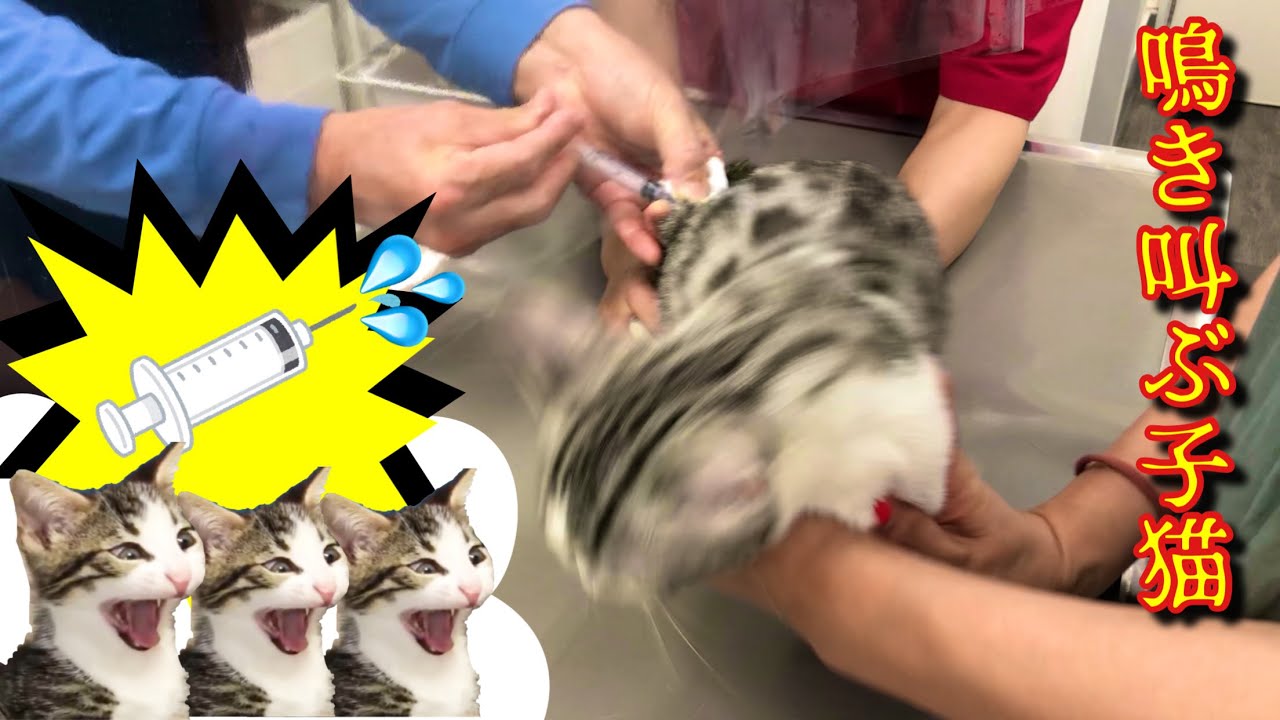 初めてのワクチンに子猫が大絶叫‼︎