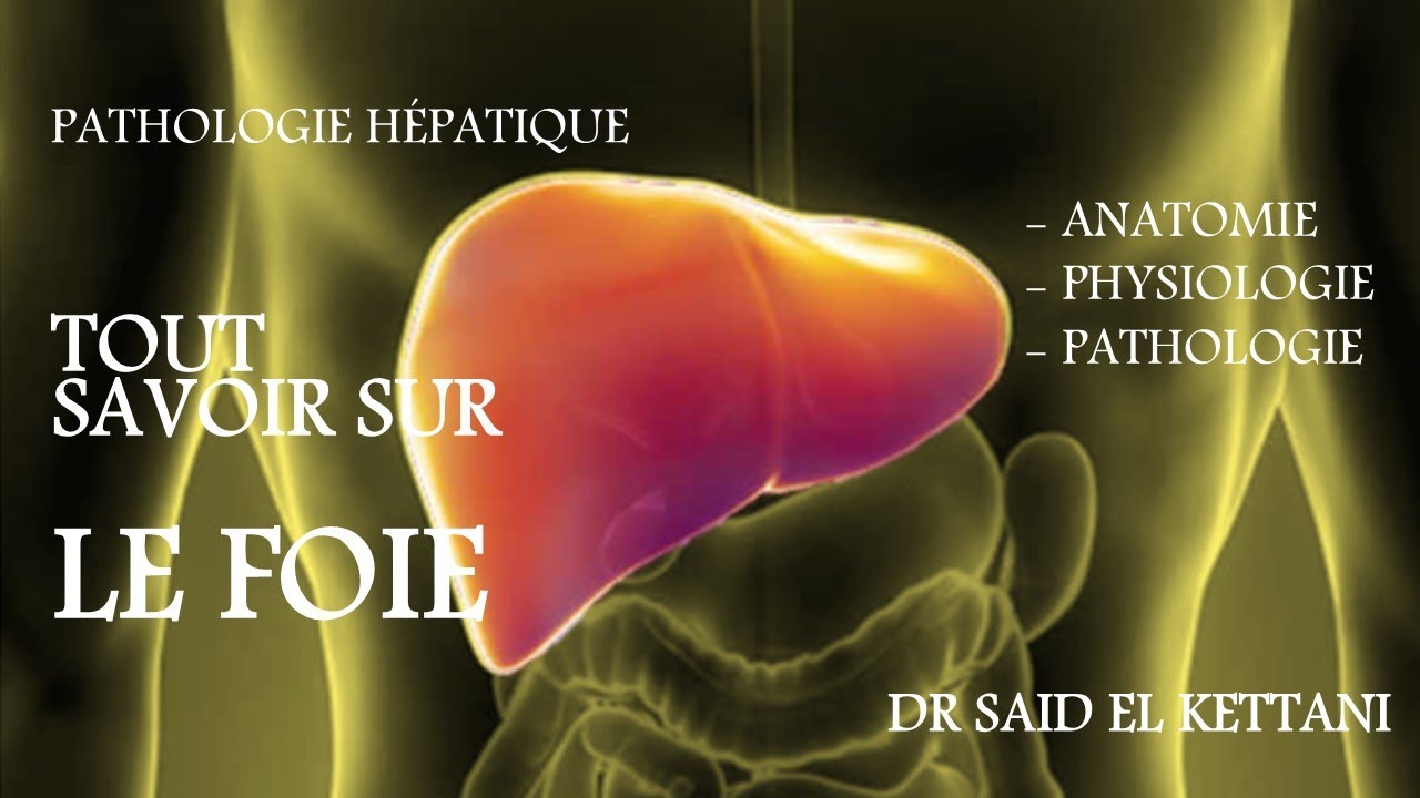 Tous Savoir Sur Le Foie