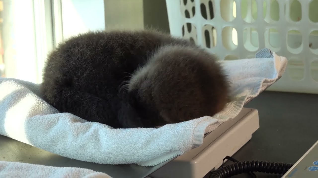 Baby Sea Otter Joey: His First Days at the Rescue Centre