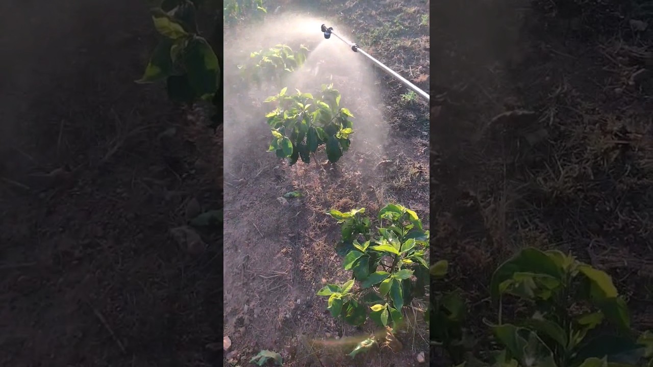 Testando Pulverizador el&eacute;trico Brudden #pulverizador #aplica&ccedil;&atilde;o #cafeicultura #agro #cafe #bomba
