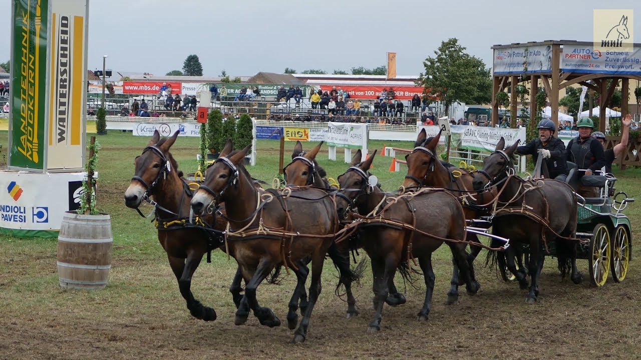Titanen der Rennbahn 2018 Hindernisfahren für Sechsspänner