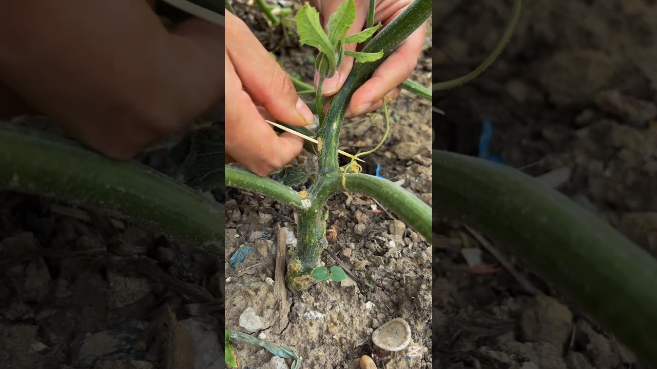 Tricks to increase higher fruit set rate for pumpkins #smartfarming #organicfarming #gardeningtips