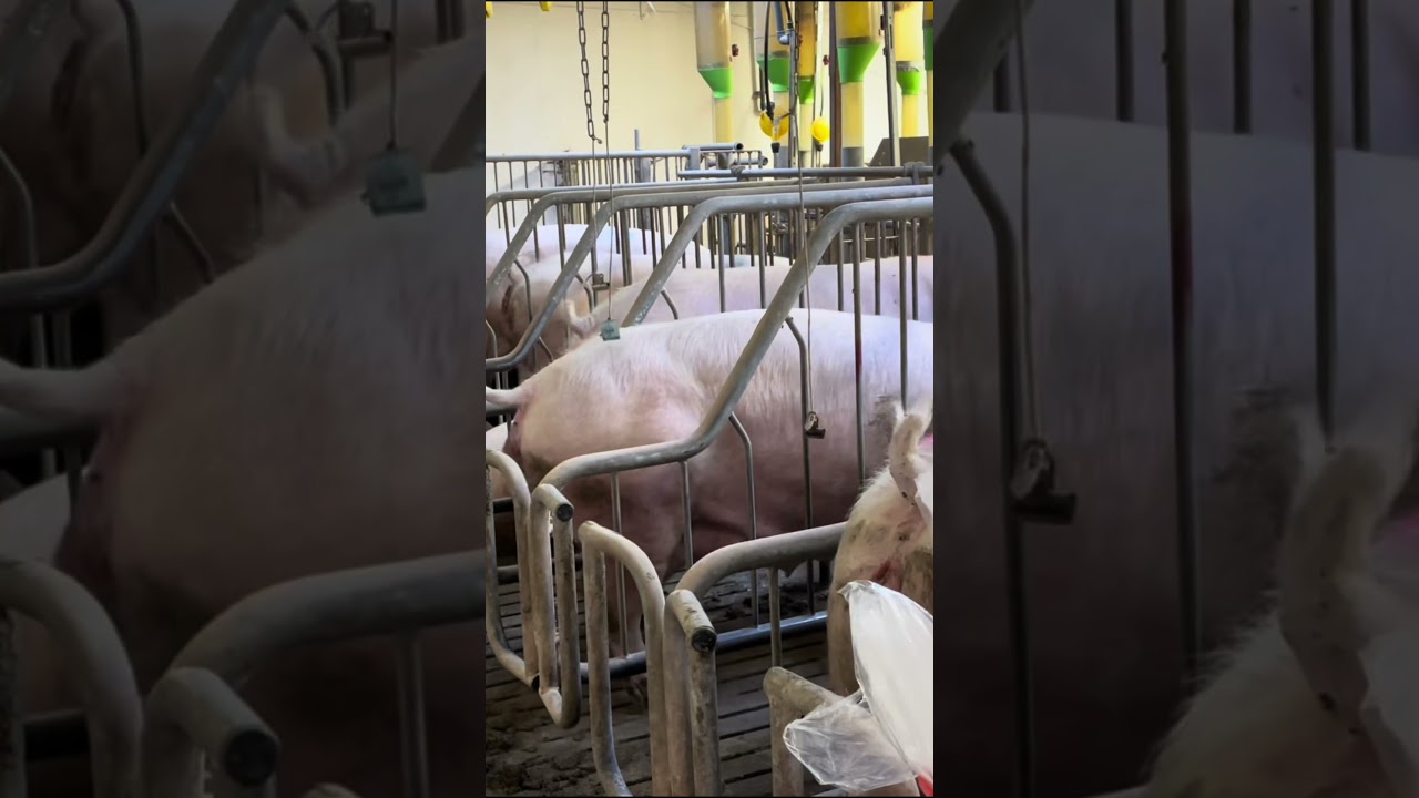 Sow Heat Detection Made Easy #pigs #farming #automatedfarm #pig #pigging #pigfarming #withme