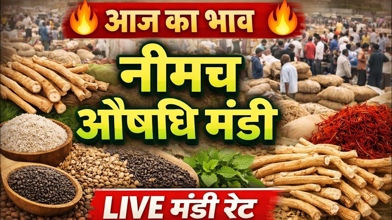आज का नीमच औषधि मंडी भाव | सभी औषधीय फसलों के ताजा रेट | Neemuch Oshdhi Mandi Today