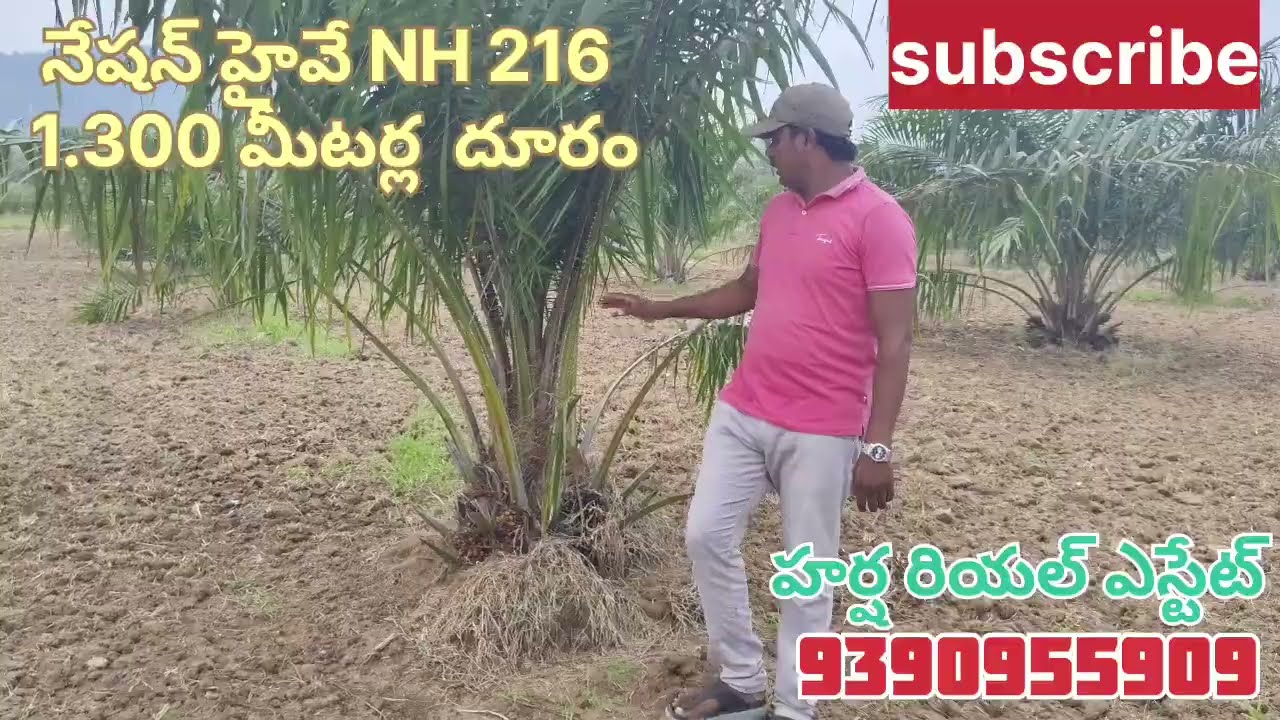 Land for sale 10 ఏకారాల పామాయిల్ తోట అమ్మబడును 9390955909