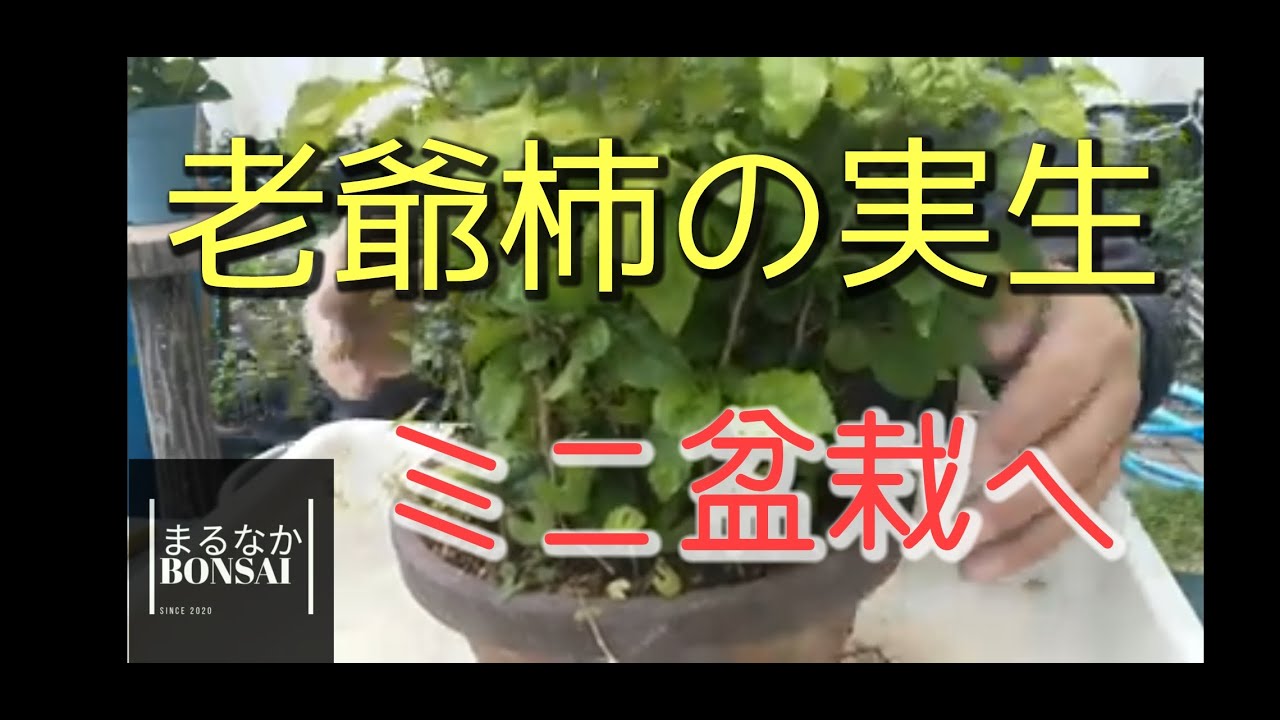 #90  【ミニ盆栽】　老爺柿の実生をバラしてミニ盆栽にします。　　　　　　　　　　　　　　　　[まるなかBONSAI]　#盆栽　　　　　　　　　　　#超ミニ盆栽　#ミニ盆栽