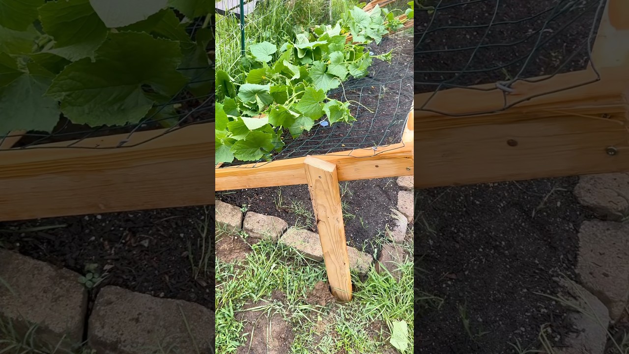 I have no idea how to build a cucumber trellis