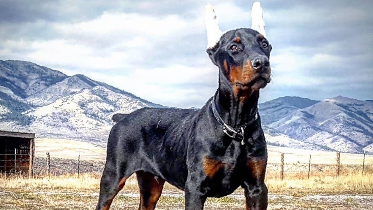EXCEPTIONAL European Doberman Trained Puppy For Sale - Apollo