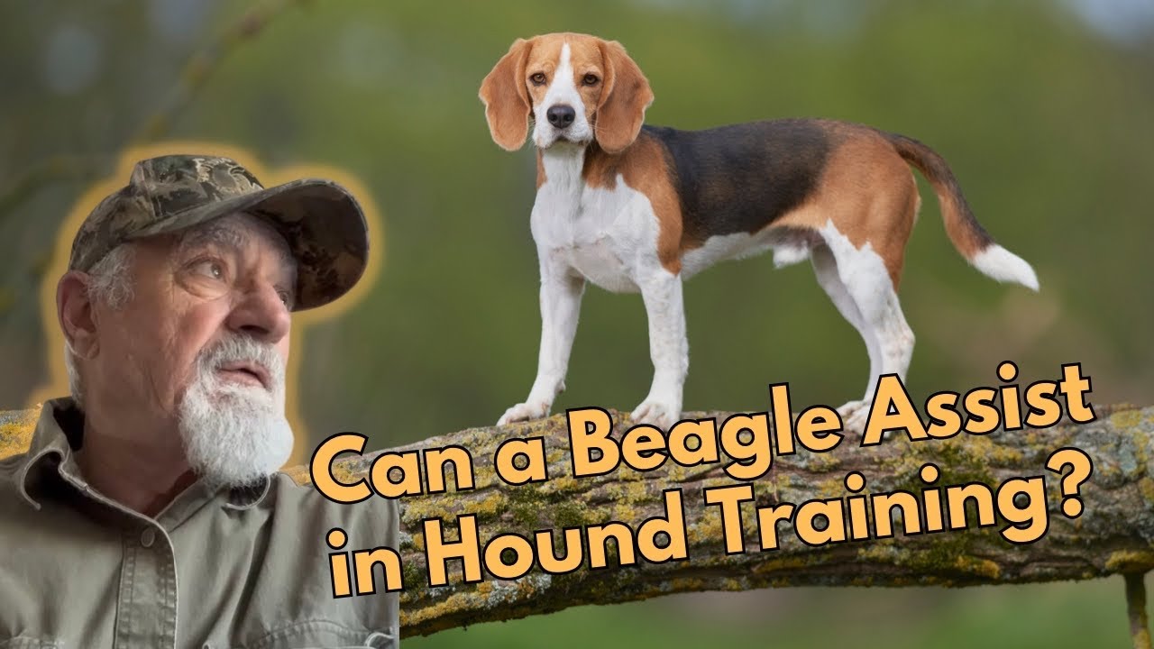 How a Beagle can assist in Hound Training