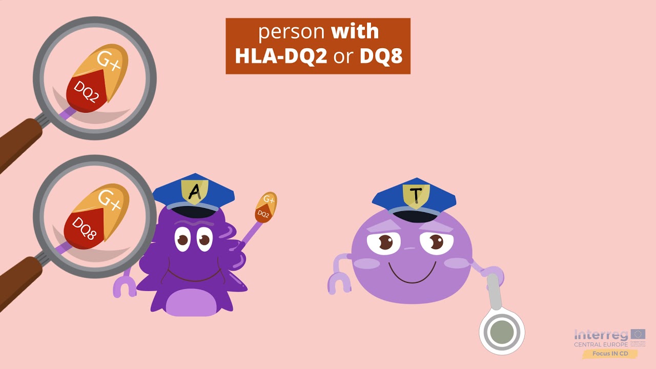 18.01.2019 What happens in the small intestine of someone with Celiac Disease(CD)?