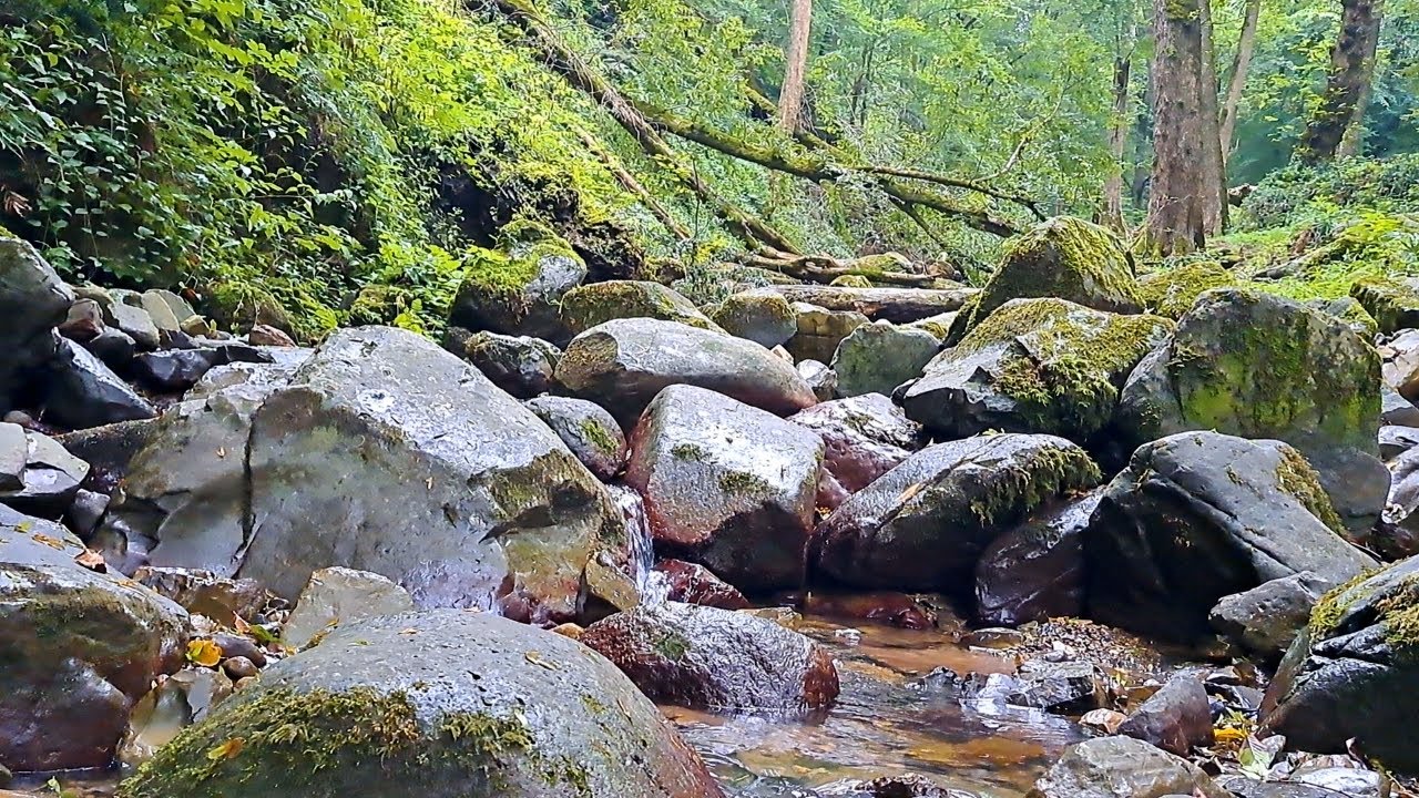 🌊🌿 Flowing River Through Jungle Rocks | Calm Water ASMR 🌊