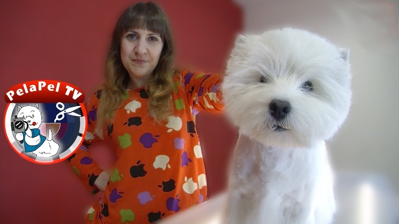 PELUQUERÍA CANINA, corte de pelo westy paso a paso, arreglo orejas westie con ANA BELÉN GONZÁLEZ